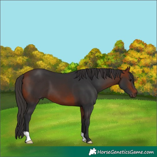Horse Color:Bay 