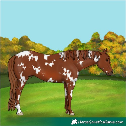 Horse Color:White Spotted Chestnut 