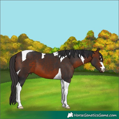 Horse Color:Bay Tobiano 