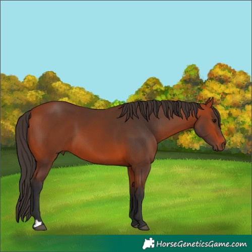 Horse Color:Bay 