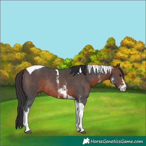 Horse Color:Bay Sabino Tobiano Rabicano