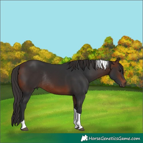 Horse Color:Brown Tobiano Rabicano 