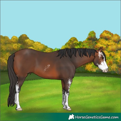 Horse Color:Bay Sabino 