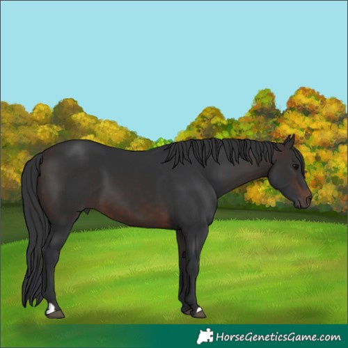 Horse Color:Brown 