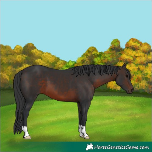 Horse Color:Bay 