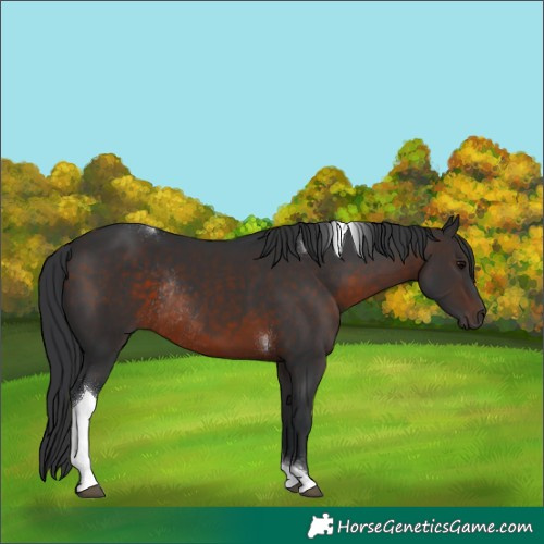 Horse Color:Brown Tobiano Rabicano 