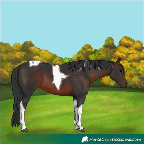 Horse Color:Brown Tobiano 