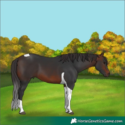 Horse Color:Brown Tobiano 
