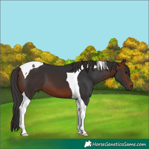 Horse Color:Bay Tobiano 