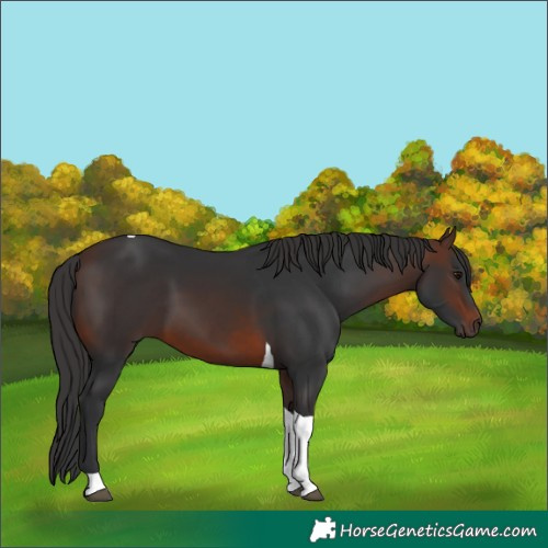 Horse Color:Brown Tobiano 