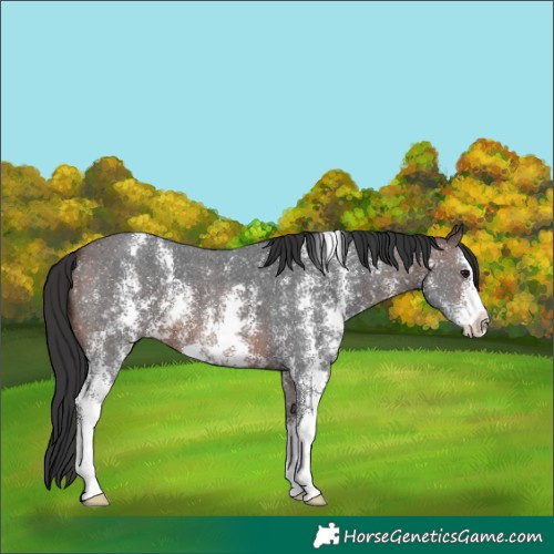 Horse Color:Brown Sabino 