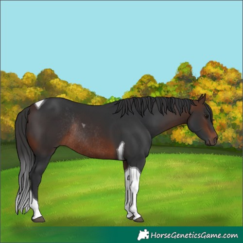 Horse Color:Brown Tobiano Rabicano 
