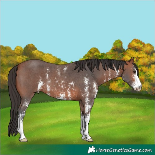 Horse Color:Bay Sabino 