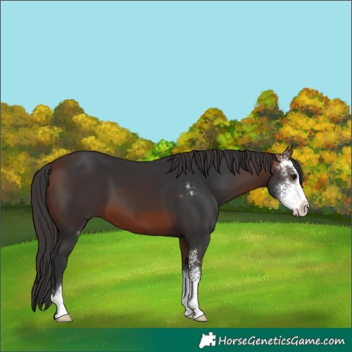 Horse Color:Bay Sabino 