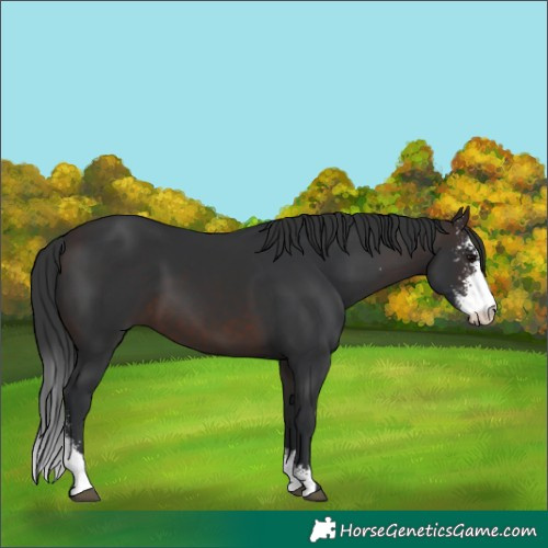 Horse Color:Brown Sabino 
