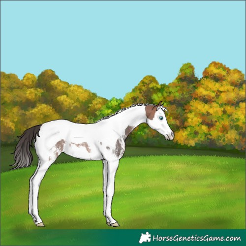 Horse Color:Bay Sabino Splash Tobiano Rabicano 