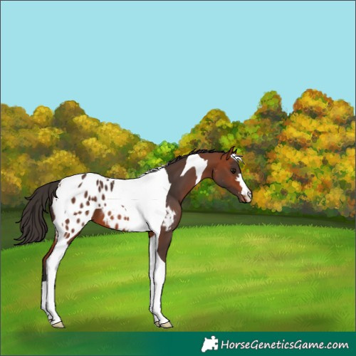 Horse Color:Bay Tobiano Appaloosa 