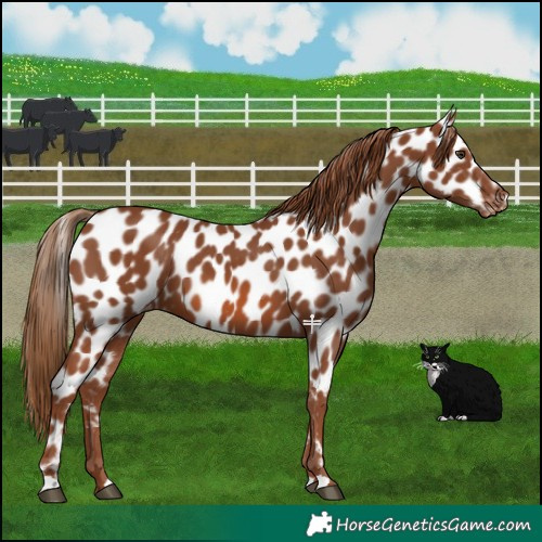 Horse Color:Chestnut Leopard 