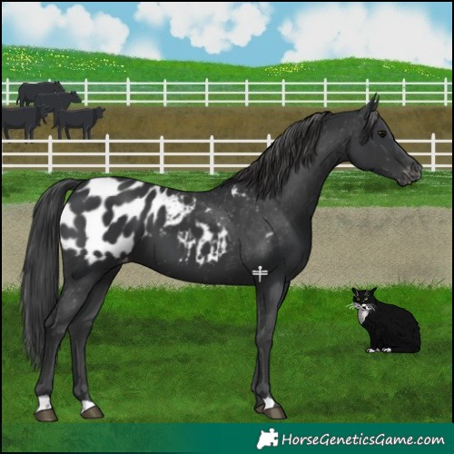 Horse Color:Black Appaloosa 