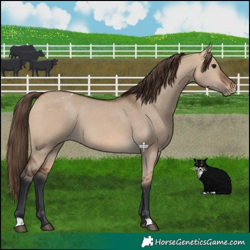 Horse Color:Bay Dun Appaloosa 