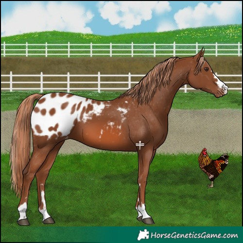 Horse Color:Chestnut Blanket 