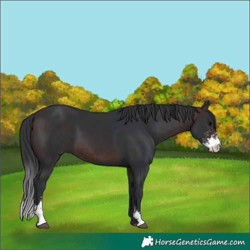 Horse Color:Brown Sabino 