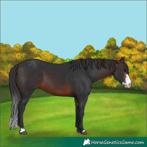 Horse Color:Brown Sabino 
