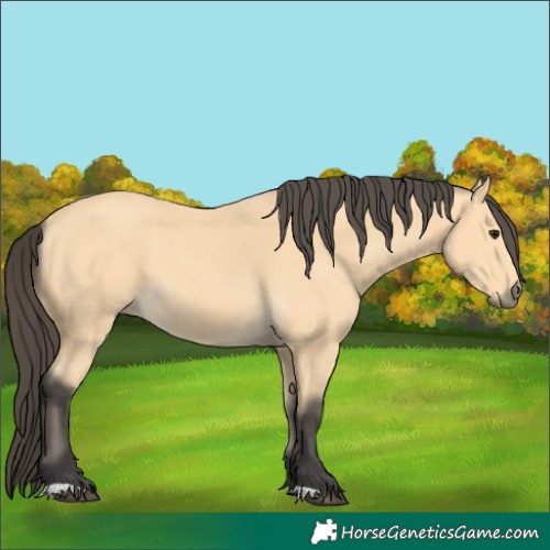Horse Color:Buckskin 