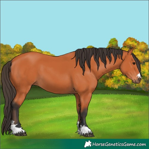 Horse Color:Bay 
