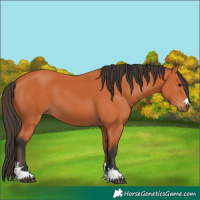 Horse Color:Bay 