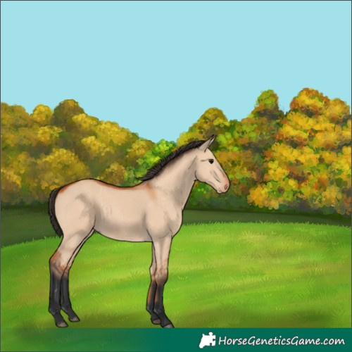 Horse Color:Bay Dun 