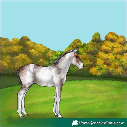 Horse Color:White Spotted Bay 