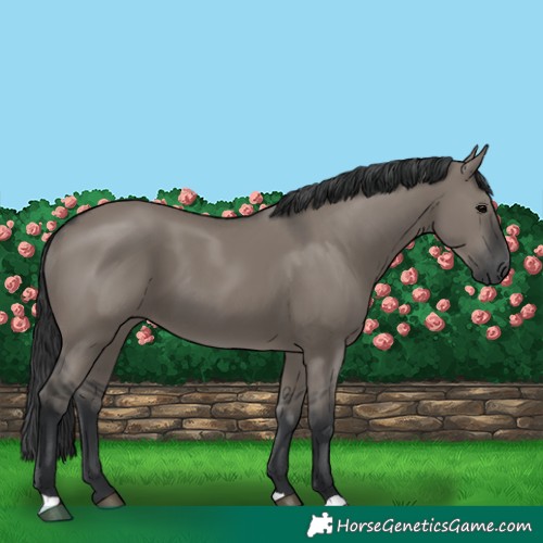 Horse Color:Grullo 