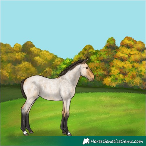 Horse Color:Buckskin Roan 