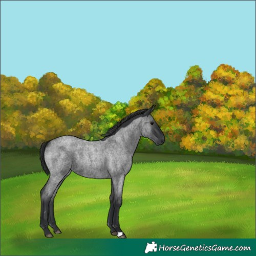 Horse Color:Blue Roan Rabicano 