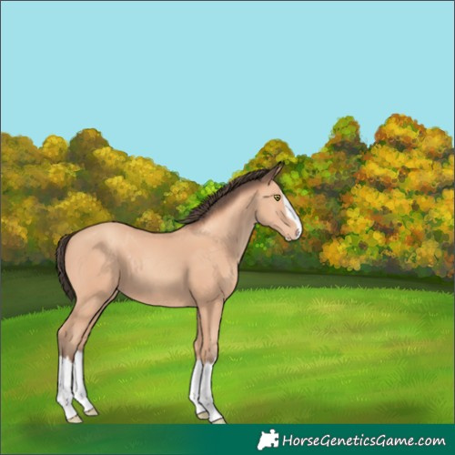 Horse Color:Amber Champagne Splash