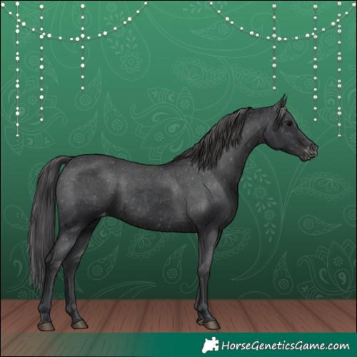 Horse Color:Black Appaloosa Rabicano 