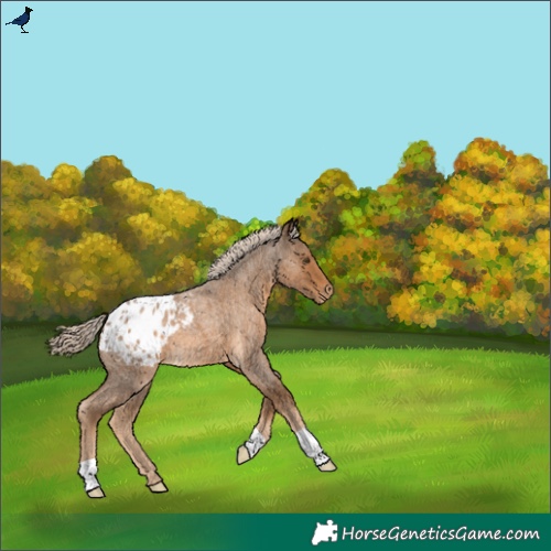 Horse Color:Chocolate Palomino Roan Appaloosa