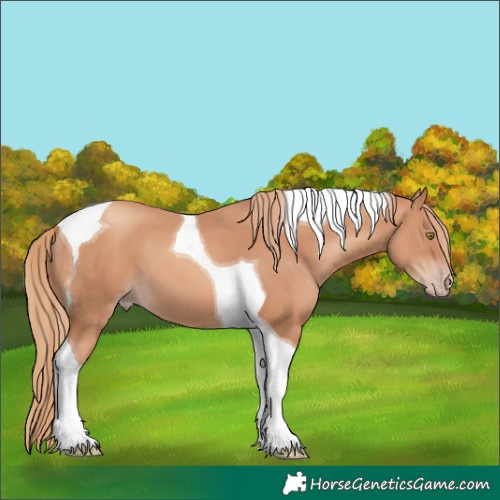 Horse Color:Gold Champagne Tobiano 