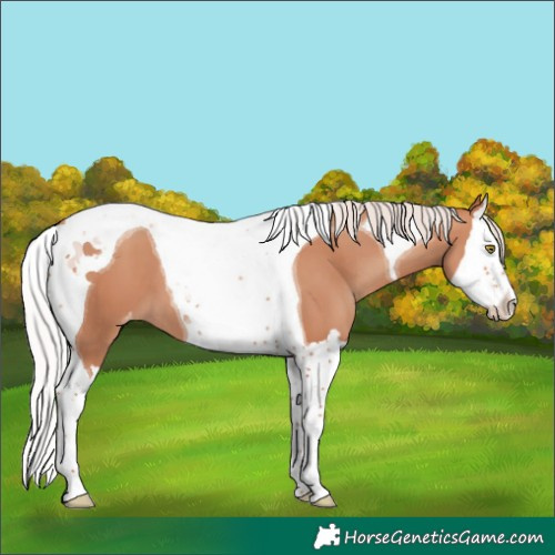 Horse Color:Silver Amber Champagne Splash Tobiano Appaloosa 