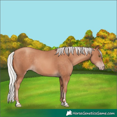 Horse Color:Silver Sable Champagne Rabicano 