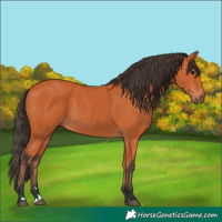 Horse Color:Bay 