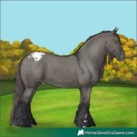 Horse Color:Grullo Varnish 