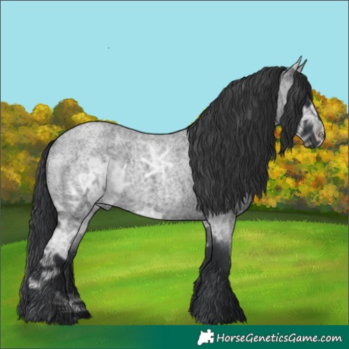 Horse Color:Blue Ice Roan Rabicano 