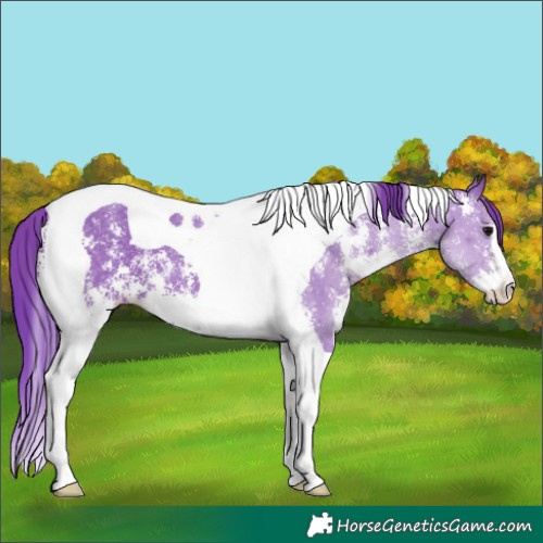 Horse Color:Watercolor Black Sabino Tobiano Appaloosa