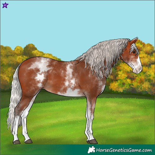 Horse Color:White Spotted Silver Bay Splash 