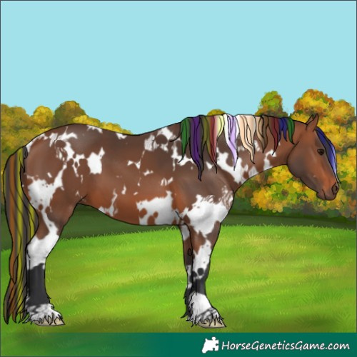 Horse Color:Painted White Spotted Bay 