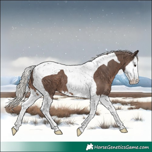 Horse Color:Silver Black Splash Tobiano 