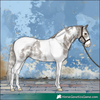 Horse Color:Silver Black Sabino Tobiano Rabicano
