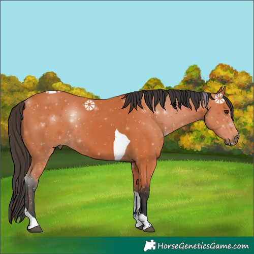 Horse Color:Bay Tobiano 